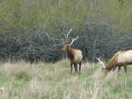 Elks